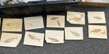 Lot - Green River Fossil Fish Plates - Wyoming #357699-1